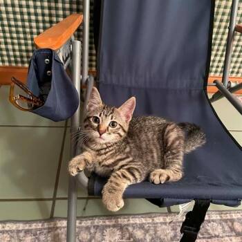 POPPY -  Domestic Short Hair Cat for Adoption in St. Peters, Missouri - POPPY | PetCurious