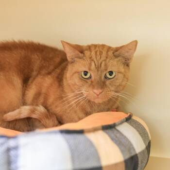 Hollie -  Domestic Short Hair Cat for Adoption in Los Angeles, California - Hollie | PetCurious