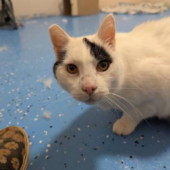 Pow Wow -  Domestic Short Hair Cat for Adoption in Chico, California - Pow Wow | PetCurious