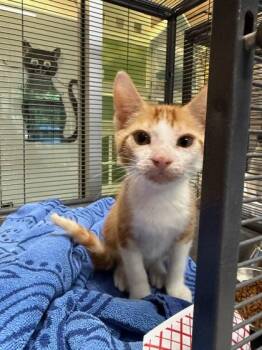 Twister -  Domestic Short Hair Cat for Adoption in Charleston, South Carolina - Twister | PetCurious