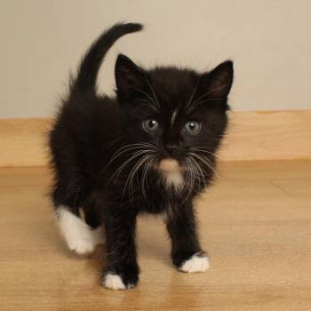 Gooper C70889 -  Domestic Short Hair Cat for Adoption in Minnetonka, Minnesota - Gooper C70889 | PetCurious
