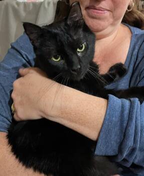 Rescue Domestic Short Hair Cats for Adoption in Pittsburgh, Pennsylvania - Clover | PetCurious