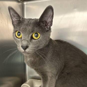 Bandita -  Domestic Short Hair Cat for Adoption in St. Augustine, Florida - Bandita | PetCurious