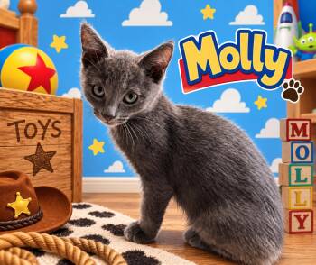 Molly (FCID# 09/21/2026 - 13) KDC -  Domestic Short Hair Cat for Adoption in Greenville, Delaware - Molly (FCID# 09/21/2026 - 13) KDC | PetCurious