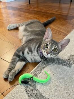 Rescue Abyssinian Cats for Adoption in Pacifica, California - Chia (Grains) | PetCurious