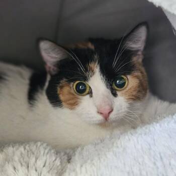 Saucy -  Domestic Short Hair Cat for Adoption in Lakewood, Colorado - Saucy | PetCurious