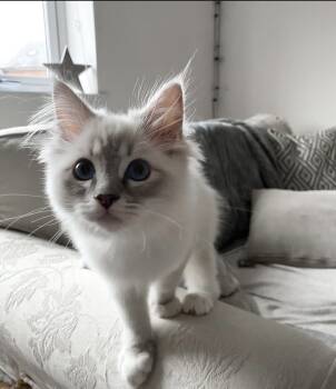 Ragdoll Cats Available for Sale - Sydney  | PetCurious