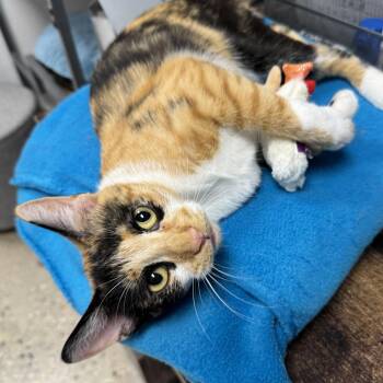 Emma -  Calico Cat for Adoption in Hanover Park, Illinois - Emma | PetCurious