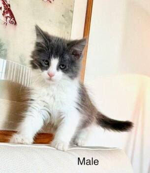 Ragdoll Cats Available for Adoption in Tustin, California - Jack And JILL - Bonded Pair  Kittens  | PetCurious