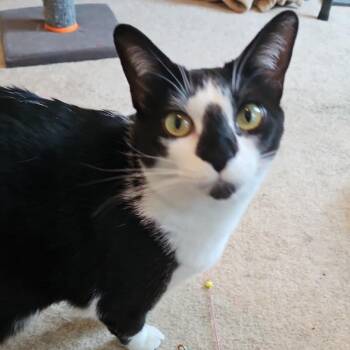 Bonnie Girl -  Domestic Short Hair Cat for Adoption in Winchester, Virginia - Bonnie Girl | PetCurious
