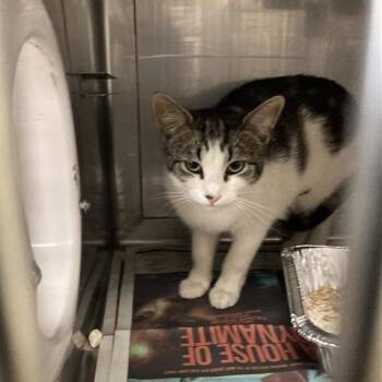 Domestic Short Hair Cats Available for Adoption in Hawthorne, California - Rosie | PetCurious