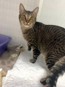 Domestic Short Hair Cats Available for Adoption in Brookings, Oregon - LeBeau | PetCurious