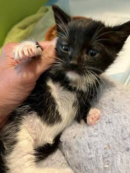 Tuxedo and Domestic Medium Hair Cats Available for Adoption in Walnut Creek, California - Kramer (adopt With George) | PetCurious