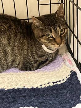 Abby -  Domestic Short Hair Cat for Adoption in Lunenburg, Massachusetts - Abby | PetCurious