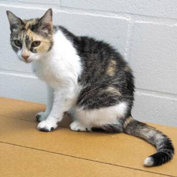 Jordan -  Domestic Short Hair Cat for Adoption in Largo, Florida - Jordan | PetCurious