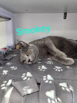 Domestic Short Hair Cats Available for Adoption in Minneapolis, Minnesota - Smokey | PetCurious