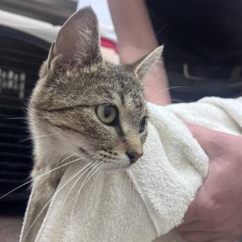 Zingles -  Domestic Short Hair Cat Available for Adoption in Chattanooga, Tennessee - Zingles | PetCurious