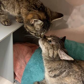 Hannah -  Domestic Short Hair Cat for Adoption in Reno, Nevada - Hannah | PetCurious