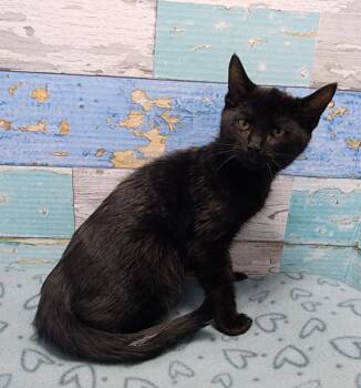 Rescue Domestic Short Hair Cats for Adoption in Washington Court House, Ohio - Emmanuel | PetCurious