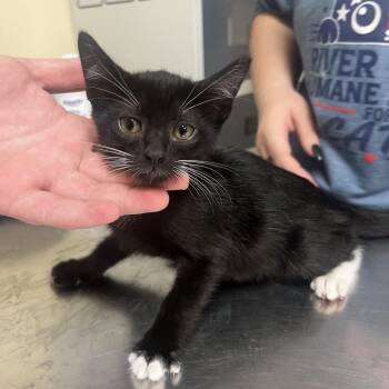 Sailor Moonpie -  Domestic Short Hair Cat for Adoption in Monroe, Louisiana - Sailor Moonpie | PetCurious