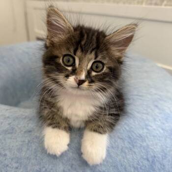 Eowyn (pink) -  Domestic Medium Hair Cat for Adoption in Sunnyvale, California - Eowyn (pink) | PetCurious