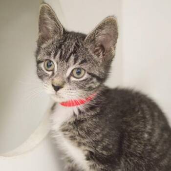 Garlic Bread -  Domestic Short Hair Cat for Adoption in Verona, Wisconsin - Garlic Bread | PetCurious