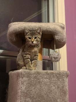 Buttercream Tabby girl P. -  Domestic Short Hair Cat for Adoption in West Peoria, Illinois - Buttercream Tabby Girl P. | PetCurious