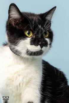 Lisa Marie -  Tuxedo Cat for Adoption in Hoffman Estates, Illinois - Lisa Marie | PetCurious