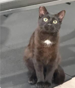 Lucky I -  Domestic Short Hair Cat for Adoption in Oradell, New Jersey - Lucky I | PetCurious