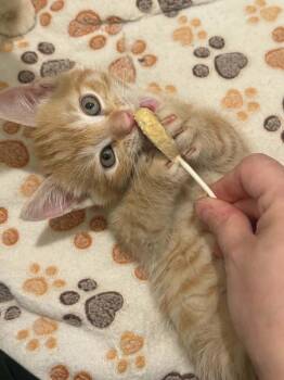 Phish -  Domestic Short Hair Cat for Adoption in Tucson, Arizona - Phish | PetCurious