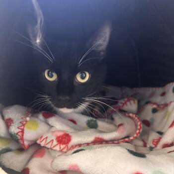 Meringue -  Domestic Short Hair Cat for Adoption in Rocky Mount, Virginia - Meringue | PetCurious