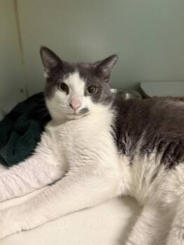 Domestic Medium Hair Cats Available for Adoption - TONKA | PetCurious