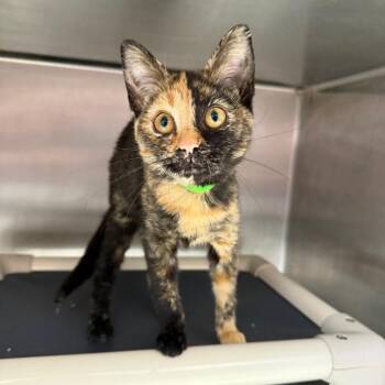 Muffin -  Domestic Short Hair Cat for Adoption in Fort Wayne, Indiana - Muffin | PetCurious