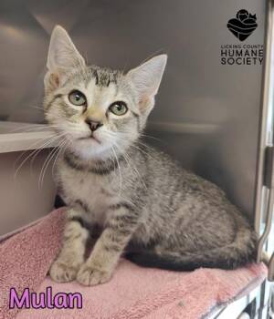 Mulan -  Domestic Short Hair Cat for Adoption in Heath, Ohio - Mulan | PetCurious