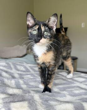 Nixie -  Calico Cat for Adoption in Shreveport, Louisiana - Nixie | PetCurious