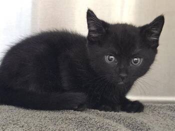 MAX -  Domestic Short Hair Cat for Adoption in Auburn, California - MAX | PetCurious