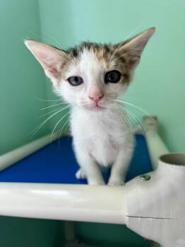 Joni -  Domestic Short Hair Cat for Adoption in Emerald Isle, North Carolina - Joni | PetCurious