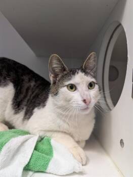 Domestic Short Hair Cats Available for Adoption in Camarillo, California - JOEY | PetCurious