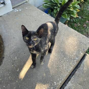 Trixie -  Domestic Short Hair Cat for Adoption in Reisterstown, Maryland - Trixie | PetCurious