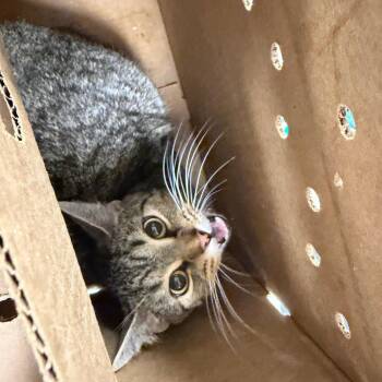 Baker -  Domestic Short Hair Cat for Adoption in Philadelphia, Pennsylvania - Baker | PetCurious