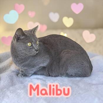 Russian Blue and Domestic Short Hair Cats Available for Adoption - Malibu | PetCurious