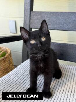 Jelly Bean -  Domestic Short Hair Cat for Adoption in San Jacinto, California - Jelly Bean | PetCurious
