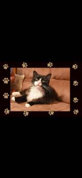 Rescue Domestic Long Hair Cats for Adoption in Johnstown, New York - Princess Purrs | PetCurious