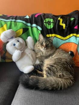 Edwin -  Domestic Long Hair Cat Available for Adoption in New Britain, Connecticut - Edwin | PetCurious