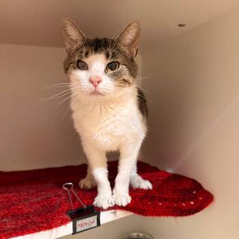 Bibble -  Domestic Short Hair Cat for Adoption in Saint Charles, Missouri - Bibble | PetCurious