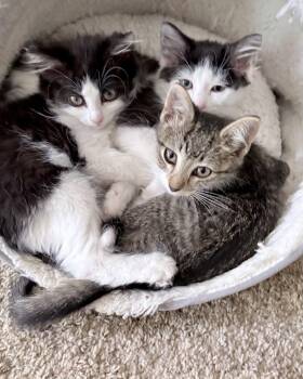 Sandy Cheeks -  Tabby Cat for Adoption in Columbus, Minnesota - Sandy Cheeks | PetCurious