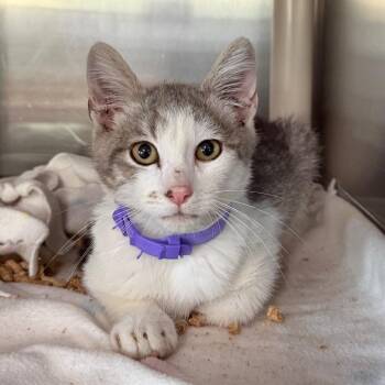 Flex -  Domestic Short Hair Cat for Adoption in Spanish Fork, Utah - Flex | PetCurious
