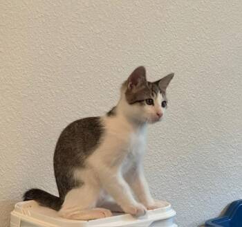 Flash -  Tabby Cat for Adoption in San Antonio, Texas - Flash | PetCurious