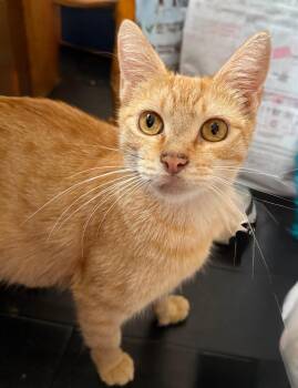 Rescue Domestic Short Hair Cats for Adoption in Boca Raton, Florida - Pearl | PetCurious