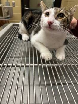 Rescue Domestic Short Hair Cats for Adoption in Douglasville, Georgia - Precious | PetCurious